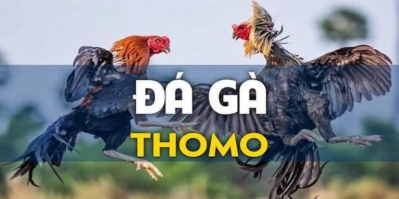 Đá gà thomo