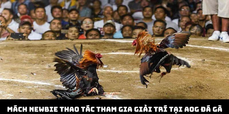 Mách newbie các thao tác tham gia giải trí tại AOG đá gà 