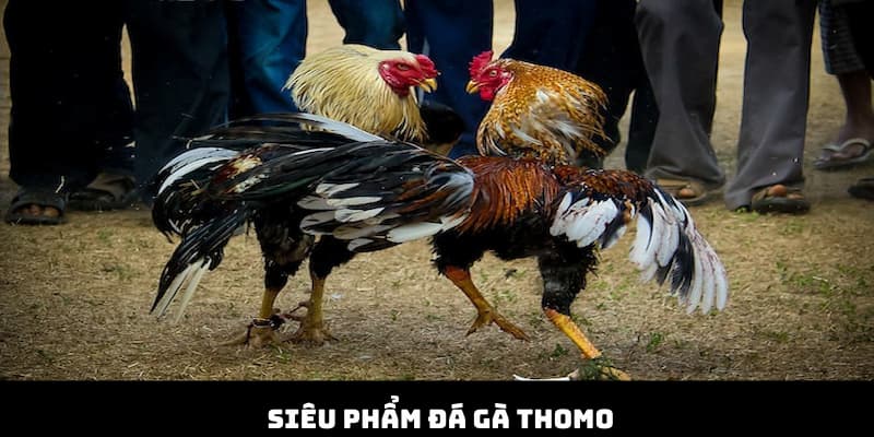 Sản phẩm không thể bỏ lỡ tại đá gà Thomo